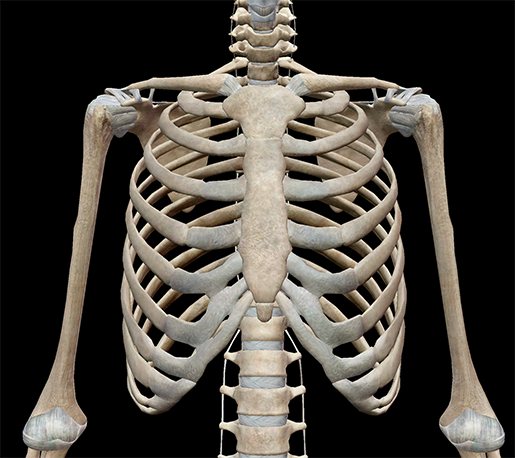 3d Skeletal System 7 Interesting Facts About The Thoracic Cage